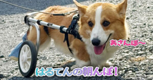 はるてんの朝んぽ！