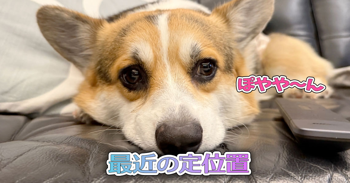 最近の定位置