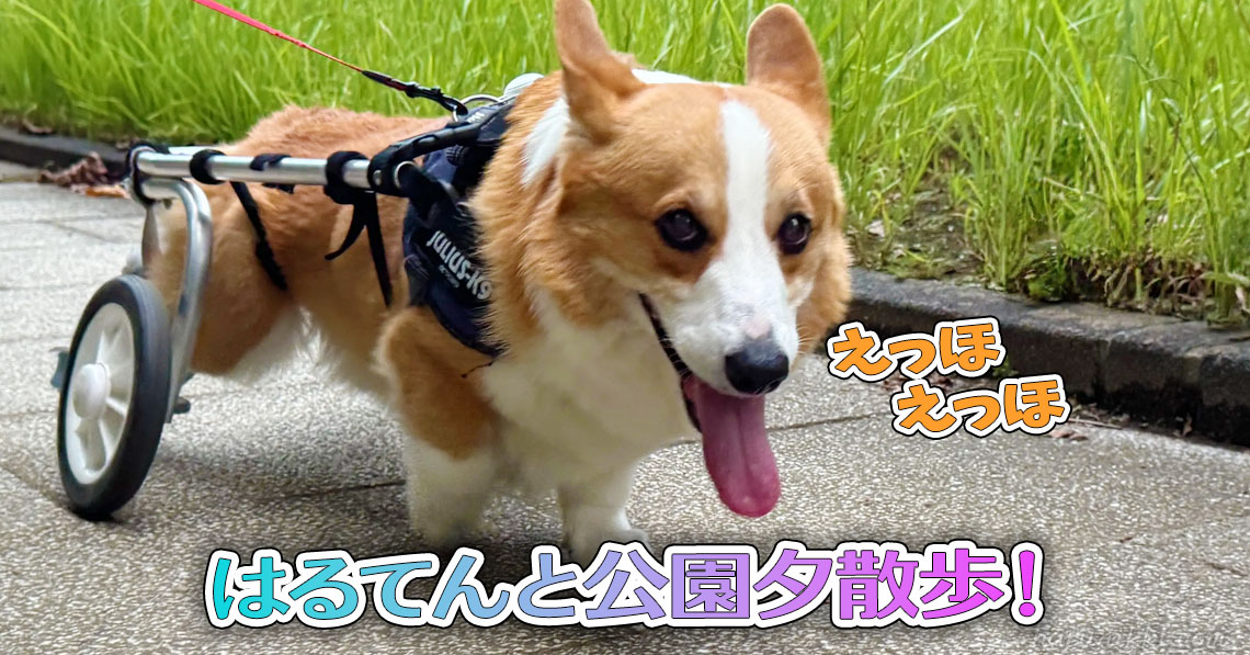 はるてんと公園夕散歩!