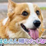 はるさん帰りたくない