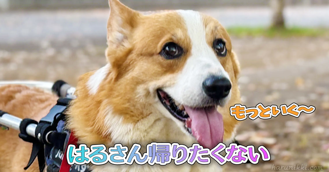 はるさん帰りたくない