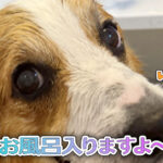 お風呂入りますよ〜