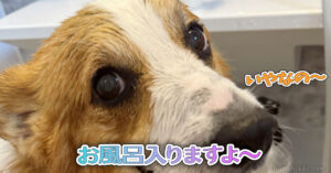 お風呂入りますよ〜