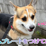 ネームプレートをつけてお散歩