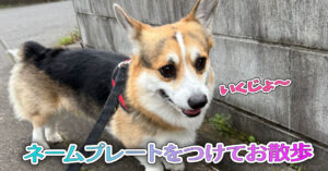 ネームプレートをつけてお散歩