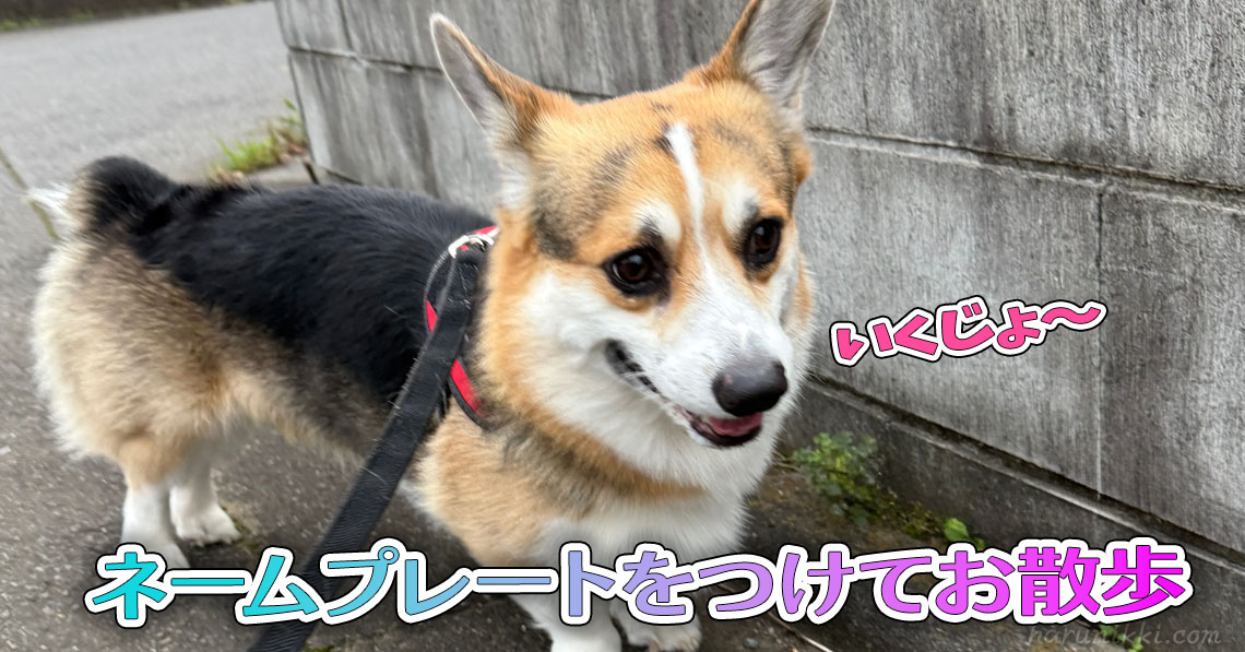 ネームプレートをつけてお散歩