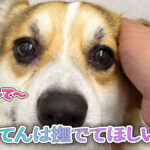 てんは撫でてほしい