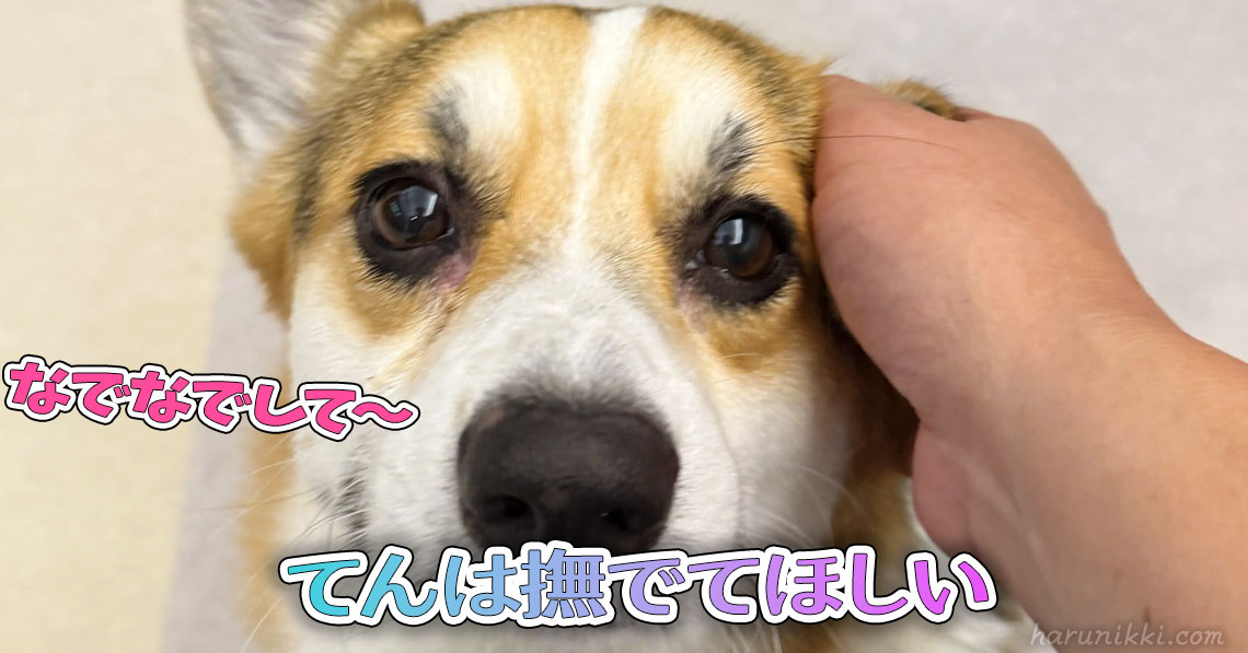 てんは撫でてほしい