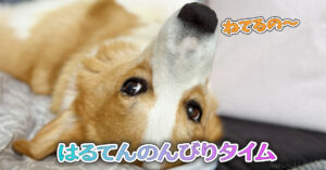 はるてんのんびりタイム