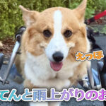 はるてんと雨上がりのお散歩