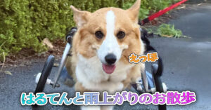 はるてんと雨上がりのお散歩