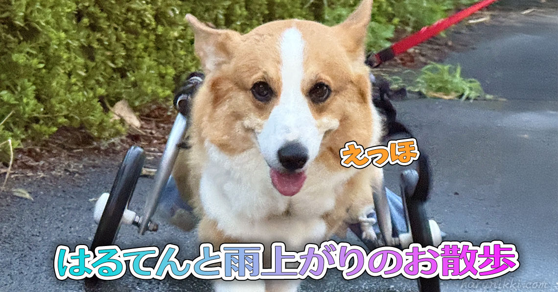 はるてんと雨上がりのお散歩