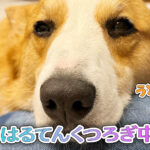 はるてんくつろぎ中