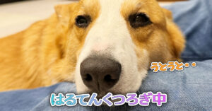 はるてんくつろぎ中