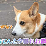 はるてんと夕暮れお散歩！