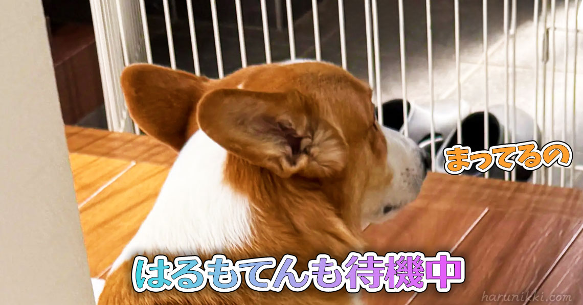 はるもてんも待機中