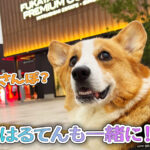 はるてんも一緒に！