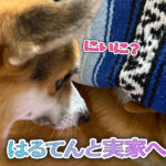 はるてんと実家へ