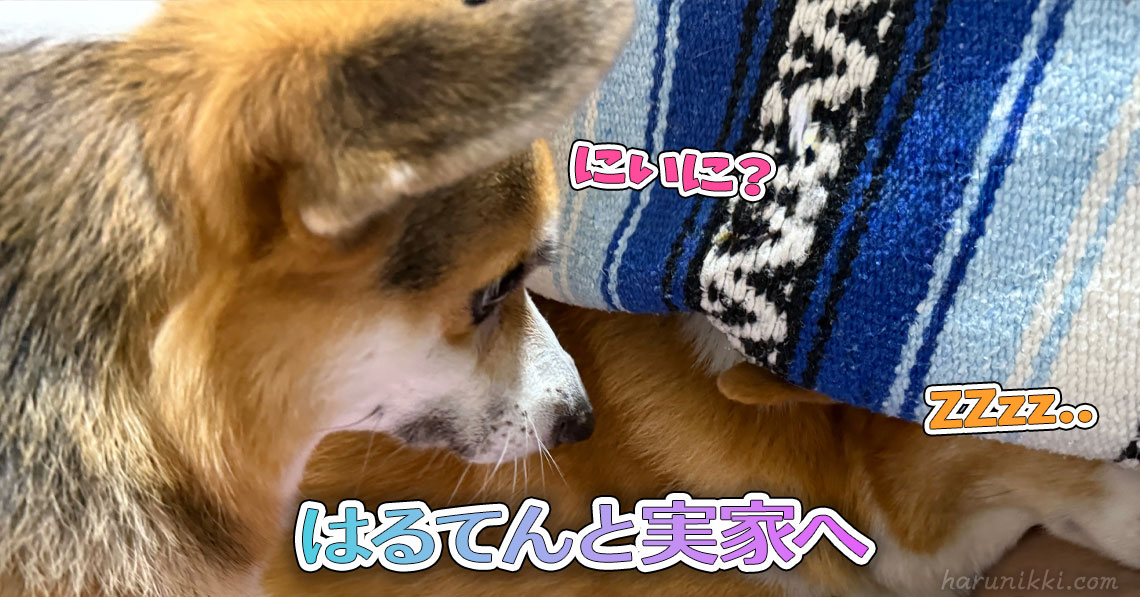 はるてんと実家へ