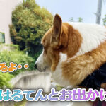 はるてんとお出かけ