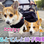 はるとてんと益子陶器市