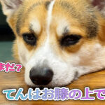 てんはお膝の上で