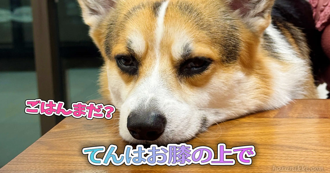 てんはお膝の上で