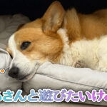 はるさんと遊びたいけど・・