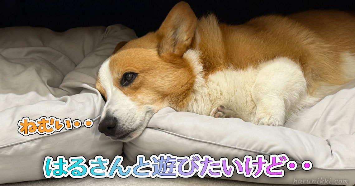 はるさんと遊びたいけど・・