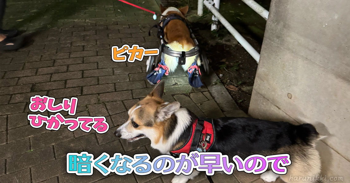 暗くなるのが早いので