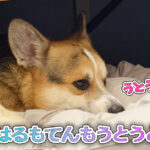 はるもてんもうとうと