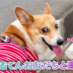 はるてんお友だちと遭遇