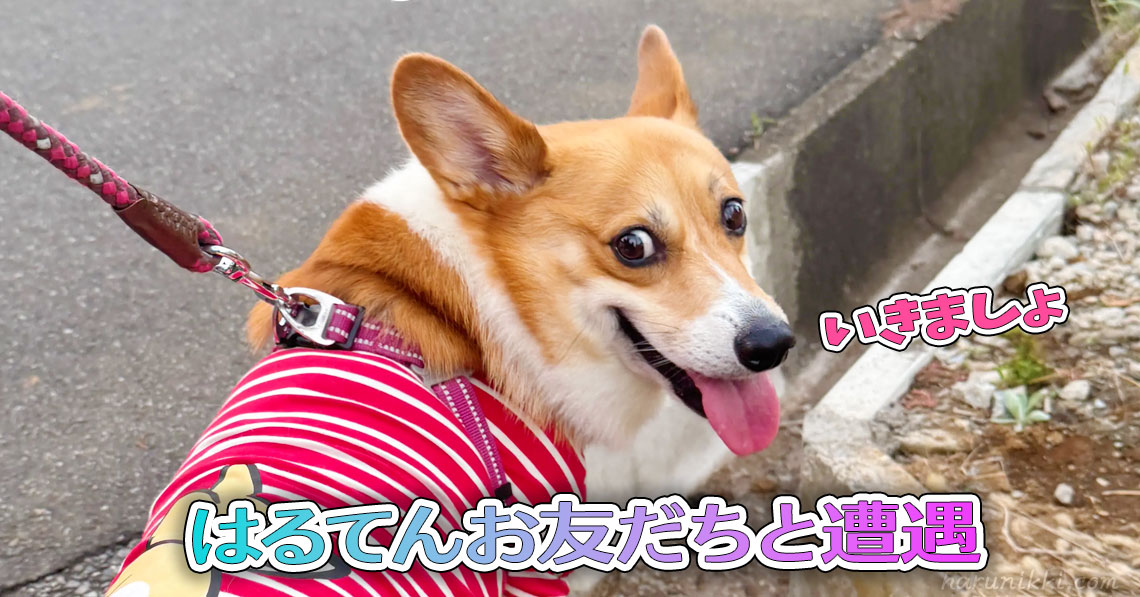 はるてんお友だちと遭遇