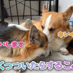 くっついたらすること