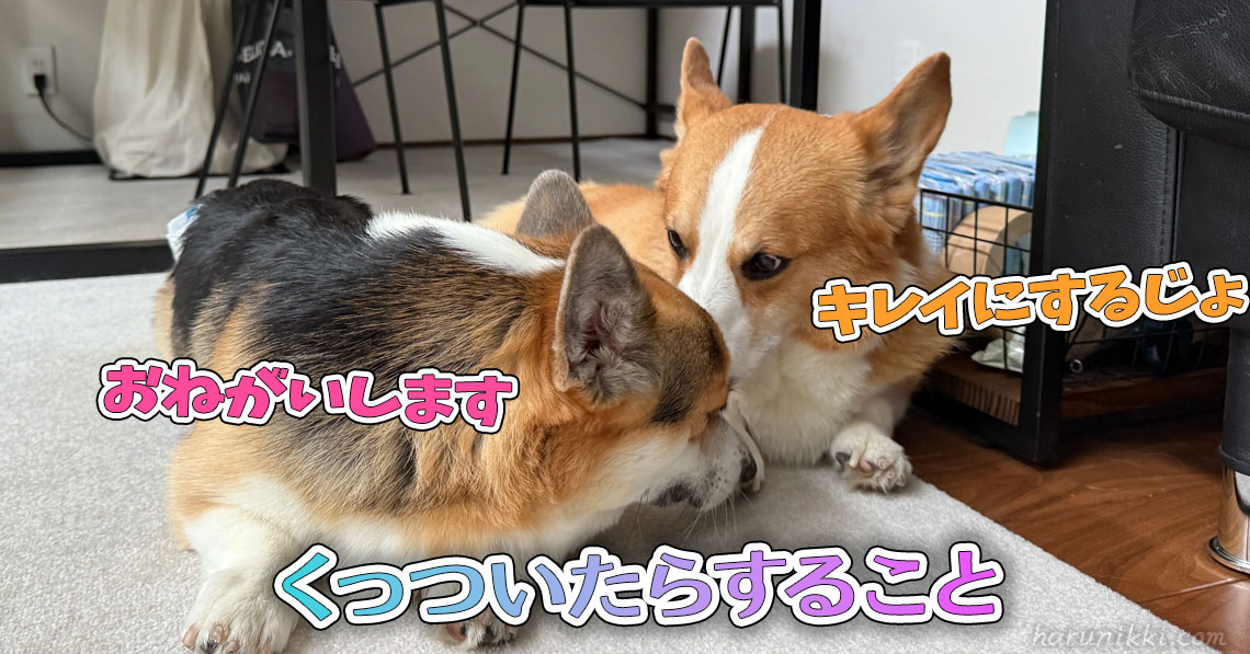 くっついたらすること