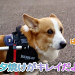 夕焼けがキレイだよ