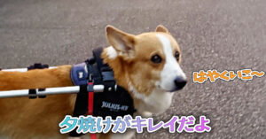 夕焼けがキレイだよ