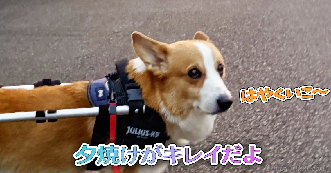 夕焼けがキレイだよ