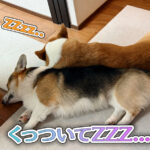 くっついてZZZ...