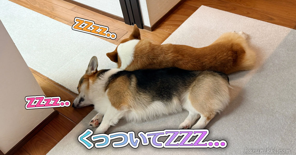 くっついてZZZ...
