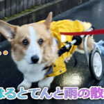 はるとてんと雨の散歩