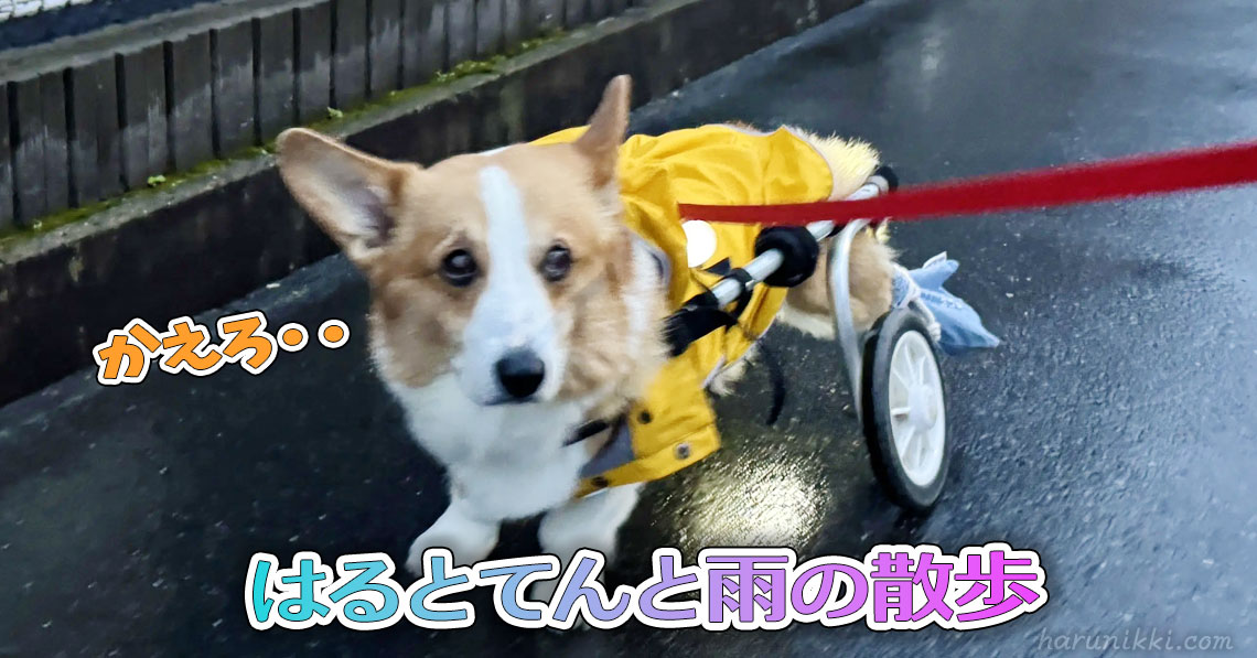 はるとてんと雨の散歩