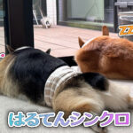 はるてんシンクロ