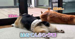 はるてんシンクロ