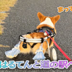 はるてんと道の駅へ