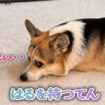 はるを待つてん