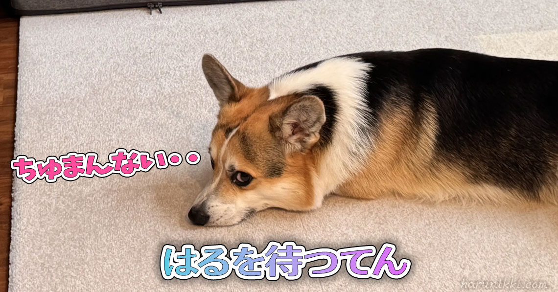 はるを待つてん