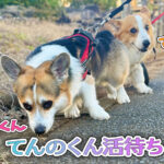 てんのくん活待ち