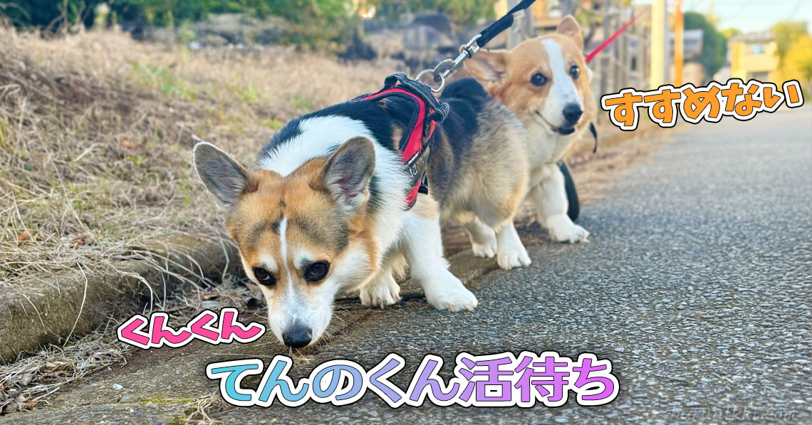 てんのくん活待ち