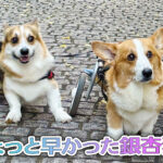 ちょっと早かった銀杏狩り